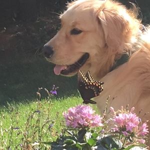 Meet your Posher, Carol